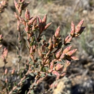 Brachyloma daphnoides at Queanbeyan East, NSW - 20 Aug 2022