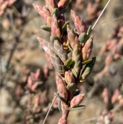 Brachyloma daphnoides at Queanbeyan East, NSW - 20 Aug 2022