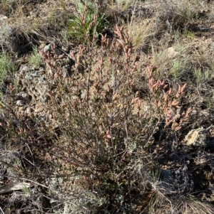 Brachyloma daphnoides at Queanbeyan East, NSW - 20 Aug 2022