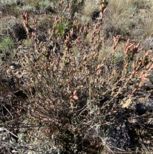 Brachyloma daphnoides at Queanbeyan East, NSW - 20 Aug 2022