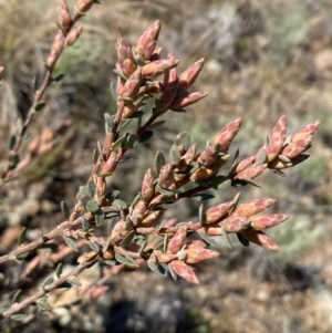 Brachyloma daphnoides at Queanbeyan East, NSW - 20 Aug 2022