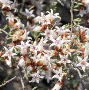 Cryptandra speciosa subsp. speciosa at Queanbeyan East, NSW - 20 Aug 2022