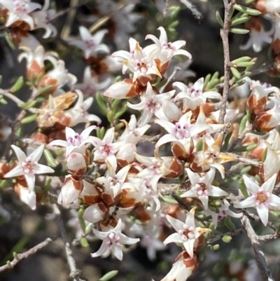 Cryptandra speciosa subsp. speciosa (Silky Cryptandra) at Queanbeyan East, NSW - 20 Aug 2022 by Steve_Bok