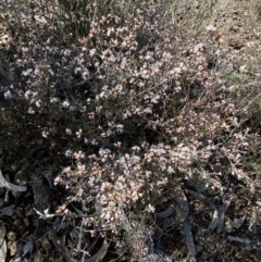 Cryptandra speciosa subsp. speciosa at Queanbeyan East, NSW - 20 Aug 2022