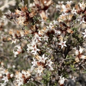 Cryptandra speciosa subsp. speciosa at Queanbeyan East, NSW - 20 Aug 2022