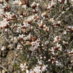 Cryptandra speciosa subsp. speciosa at Queanbeyan East, NSW - 20 Aug 2022