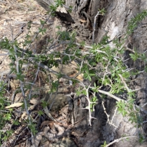 Lycium ferocissimum at Queanbeyan East, NSW - 20 Aug 2022 03:01 PM