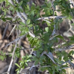 Lycium ferocissimum at Queanbeyan East, NSW - 20 Aug 2022 03:01 PM