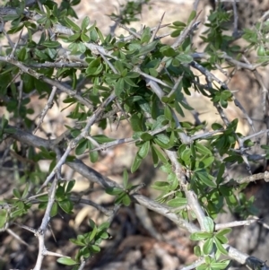 Lycium ferocissimum at Queanbeyan East, NSW - 20 Aug 2022 03:01 PM