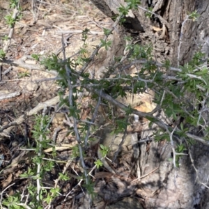 Lycium ferocissimum at Queanbeyan East, NSW - 20 Aug 2022 03:01 PM