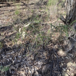 Lycium ferocissimum at Queanbeyan East, NSW - 20 Aug 2022 03:01 PM