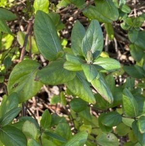 Lonicera japonica at Queanbeyan East, NSW - 20 Aug 2022