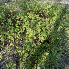Lonicera japonica at Queanbeyan East, NSW - 20 Aug 2022