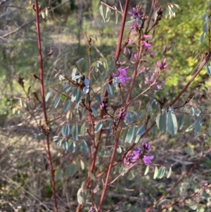 Indigofera australis subsp. australis at Queanbeyan East, NSW - 20 Aug 2022 02:58 PM