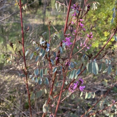 Indigofera australis subsp. australis (Australian Indigo) at Queanbeyan East, NSW - 20 Aug 2022 by Steve_Bok