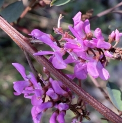 Indigofera australis subsp. australis at Queanbeyan East, NSW - 20 Aug 2022