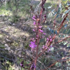 Indigofera australis subsp. australis at Queanbeyan East, NSW - 20 Aug 2022