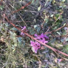 Indigofera australis subsp. australis at Queanbeyan East, NSW - 20 Aug 2022 02:58 PM