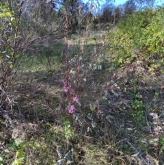 Indigofera australis subsp. australis at Queanbeyan East, NSW - 20 Aug 2022