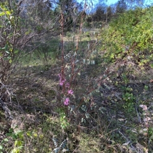 Indigofera australis subsp. australis at Queanbeyan East, NSW - 20 Aug 2022