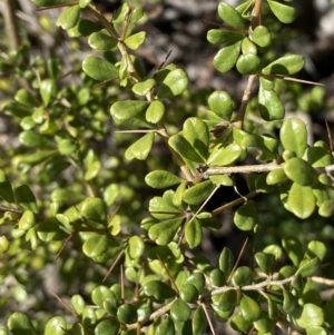 Bursaria spinosa at Queanbeyan East, NSW - 20 Aug 2022