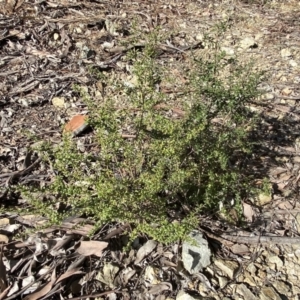 Bursaria spinosa at Queanbeyan East, NSW - 20 Aug 2022