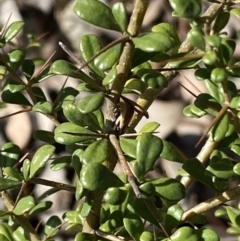 Bursaria spinosa at Queanbeyan East, NSW - 20 Aug 2022