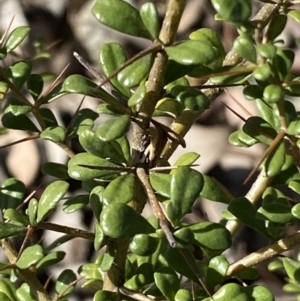 Bursaria spinosa at Queanbeyan East, NSW - 20 Aug 2022