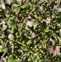 Bursaria spinosa at Queanbeyan East, NSW - 20 Aug 2022