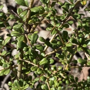 Bursaria spinosa at Queanbeyan East, NSW - 20 Aug 2022