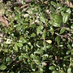 Bursaria spinosa at Queanbeyan East, NSW - 20 Aug 2022