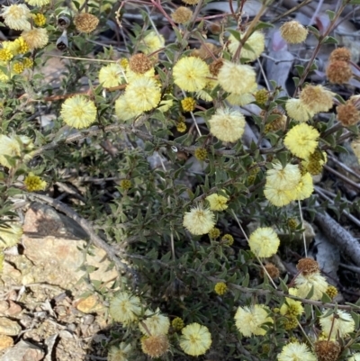Acacia gunnii (Ploughshare Wattle) at Queanbeyan East, NSW - 20 Aug 2022 by SteveBorkowskis