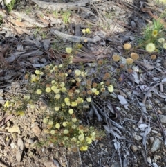 Acacia gunnii at Queanbeyan East, NSW - 20 Aug 2022