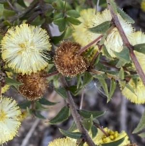 Acacia gunnii at Queanbeyan East, NSW - 20 Aug 2022