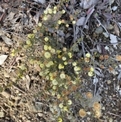 Acacia gunnii at Queanbeyan East, NSW - 20 Aug 2022