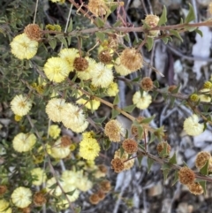 Acacia gunnii at Queanbeyan East, NSW - 20 Aug 2022