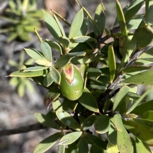 Styphelia triflora at Queanbeyan East, NSW - 20 Aug 2022
