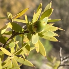 Styphelia triflora at Queanbeyan East, NSW - 20 Aug 2022