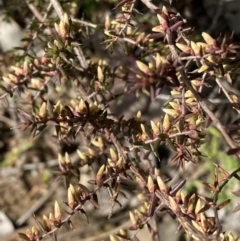 Leucopogon fletcheri subsp. brevisepalus (Twin Flower Beard-Heath) at Queanbeyan East, NSW - 20 Aug 2022 by Steve_Bok