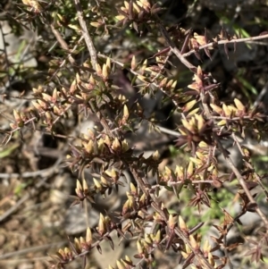 Styphelia fletcheri subsp. brevisepala at Queanbeyan East, NSW - 20 Aug 2022