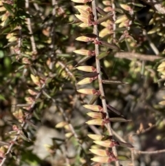 Leucopogon fletcheri subsp. brevisepalus at Queanbeyan East, NSW - 20 Aug 2022
