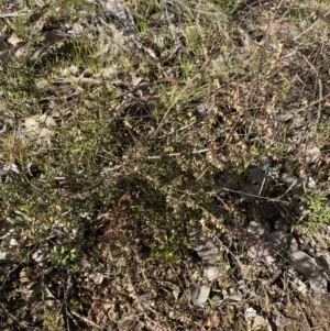Leucopogon fletcheri subsp. brevisepalus at Queanbeyan East, NSW - 20 Aug 2022