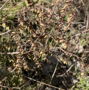 Leucopogon fletcheri subsp. brevisepalus at Queanbeyan East, NSW - 20 Aug 2022