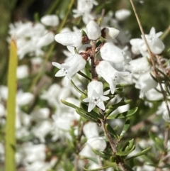 Cryptandra amara (Bitter Cryptandra) at Queanbeyan East, NSW - 20 Aug 2022 by Steve_Bok