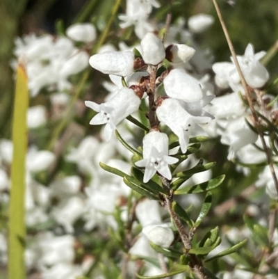 Cryptandra amara (Bitter Cryptandra) at Queanbeyan East, NSW - 20 Aug 2022 by SteveBorkowskis