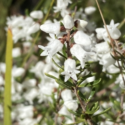 Cryptandra amara (Bitter Cryptandra) at Queanbeyan East, NSW - 20 Aug 2022 by Steve_Bok