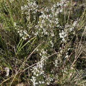 Cryptandra amara at Queanbeyan East, NSW - 20 Aug 2022