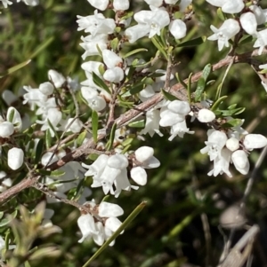 Cryptandra amara at Queanbeyan East, NSW - 20 Aug 2022