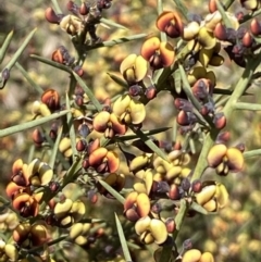 Daviesia genistifolia (Broom Bitter Pea) at Queanbeyan East, NSW - 20 Aug 2022 by SteveBorkowskis