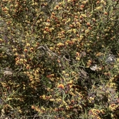 Daviesia genistifolia at Queanbeyan East, NSW - 20 Aug 2022